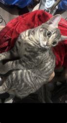 Lost Male Cat last seen Lost in fulcher ave and hatteras street., Los Angeles, CA 91601
