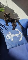 Lost Male Cat last seen La Novia and Ortega Hwy- San Juan Capistrano , San Juan Capistrano, CA 92675