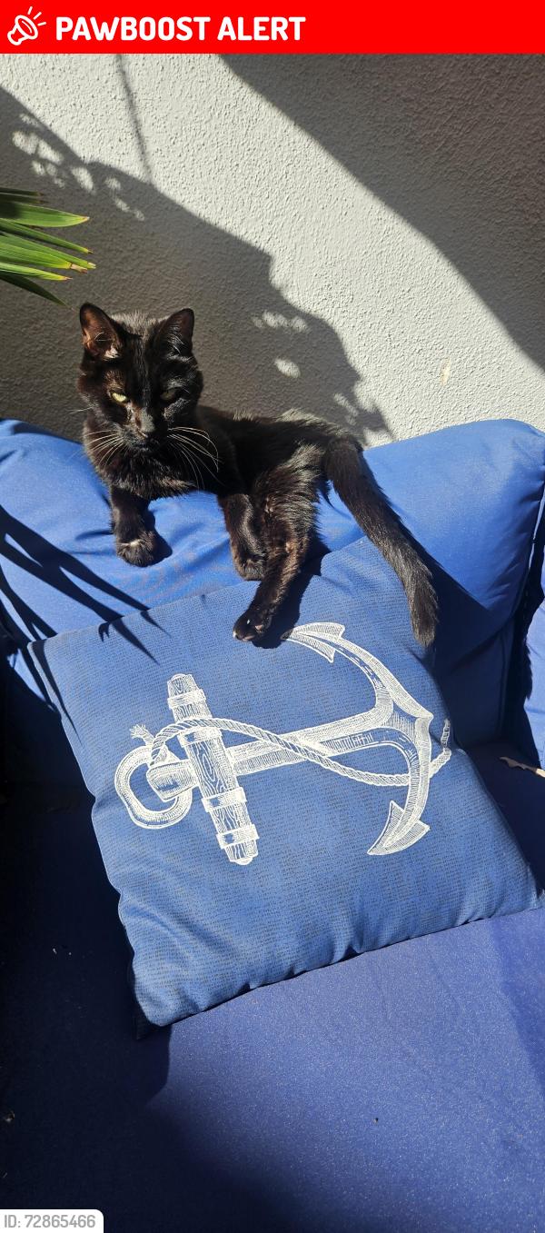 Lost Male Cat last seen La Novia and Ortega Hwy- San Juan Capistrano , San Juan Capistrano, CA 92675