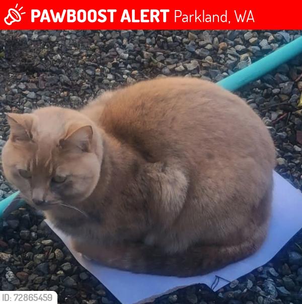 Lost Female Cat last seen 116th and A st s Parkland area, Parkland, WA 98444