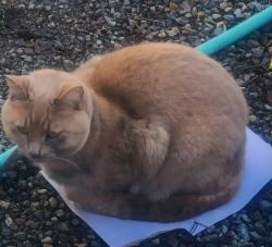 Lost Female Cat last seen 116th and A st s Parkland area, Parkland, WA 98444