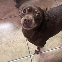 Lost Male Dog last seen Wawona, Manteca, CA 95337