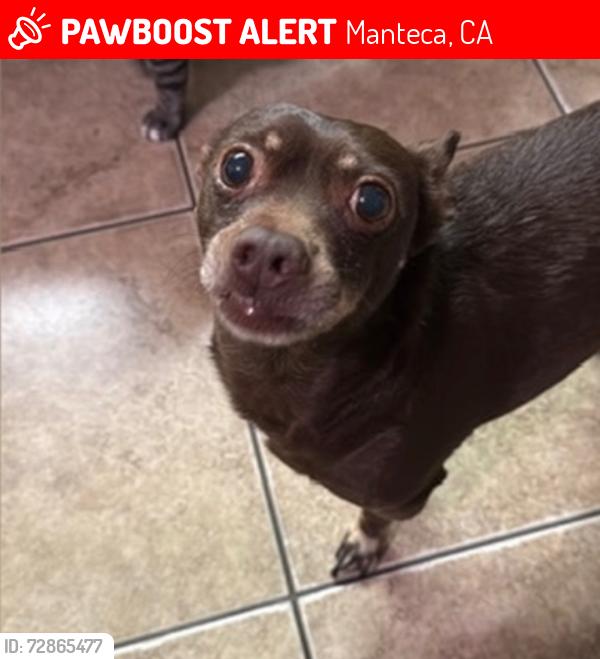 Lost Male Dog last seen Wawona, Manteca, CA 95337