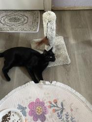 Lost Female Cat last seen Pure hses around us , Santa Ana, CA 92703