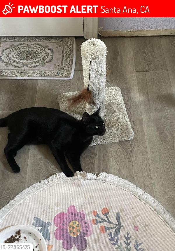 Lost Female Cat last seen Pure hses around us , Santa Ana, CA 92703
