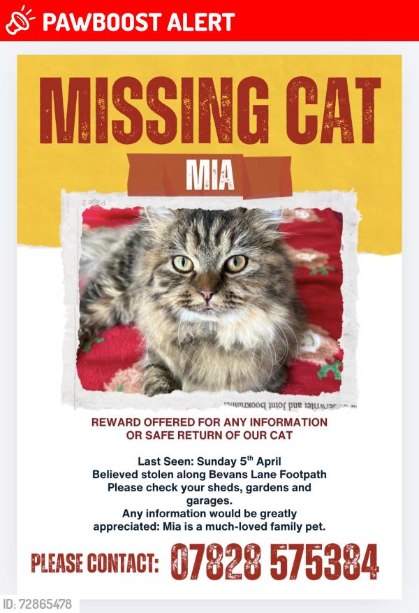 Lost Female Cat last seen Bevans Lane, Pontrhydyrun, Wales NP44