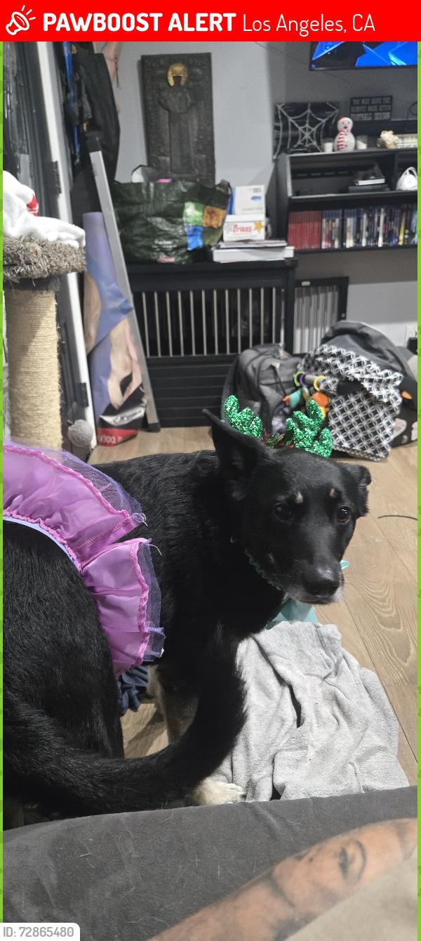Lost Male Dog last seen Glenoaks , Los Angeles, CA 91331