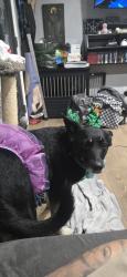 Lost Male Dog last seen Glenoaks , Los Angeles, CA 91331