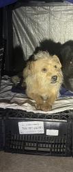 Lost Male Dog last seen Juniper St. , Hesperia, CA 92345