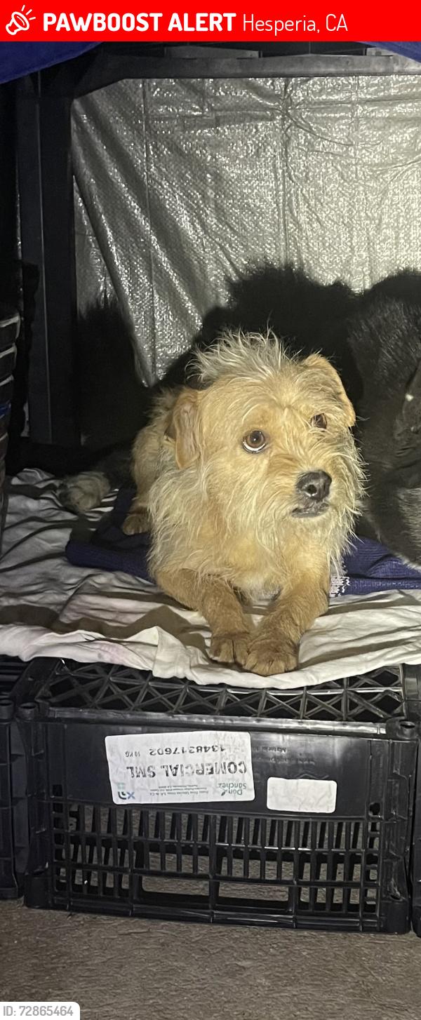 Lost Male Dog last seen Juniper St. , Hesperia, CA 92345