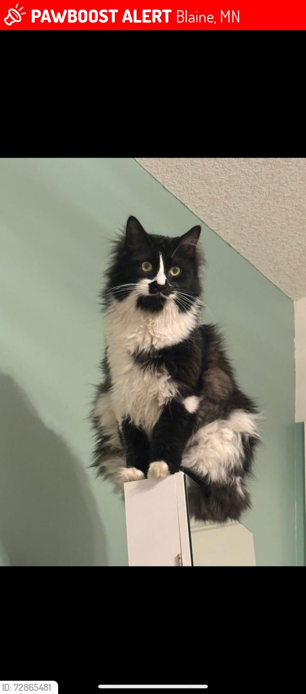 Lost Male Cat last seen The lakes- vermillion st, Blaine, MN 55434
