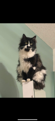 Lost Male Cat last seen The lakes- vermillion st, Blaine, MN 55434