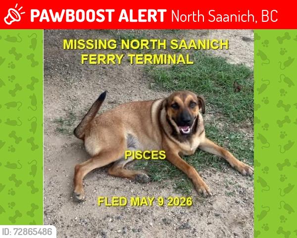 Lost Male Dog last seen Ferry terminal saanich, North Saanich, BC 