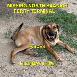 Lost Male Dog last seen Ferry terminal saanich, North Saanich, BC 