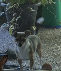 Reunited Male Dog last seen Marina park San Leandro ca 94577 , San Leandro, CA 94577
