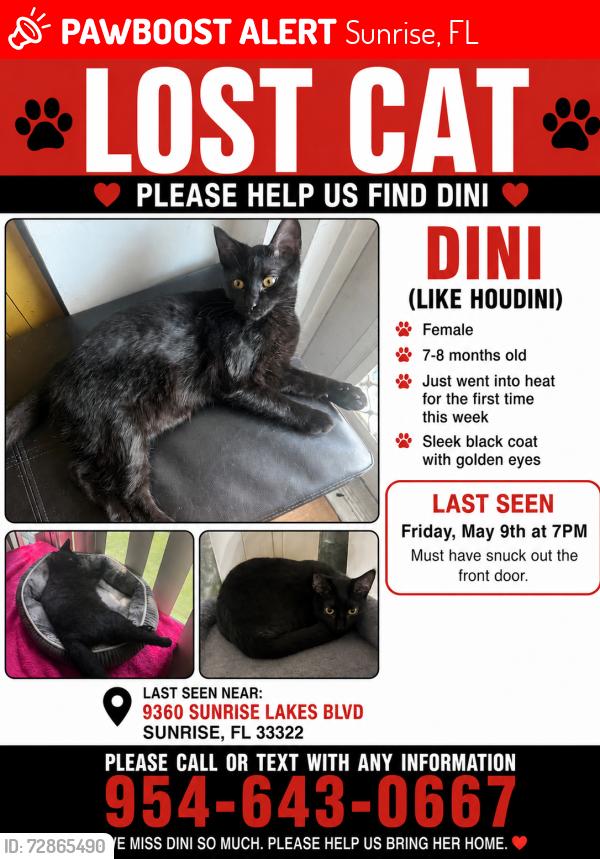 Lost Female Cat last seen Phase 4 cndmnium near building 9360 sunrise lakes blvd , Sunrise, FL 33322