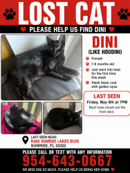 Lost Female Cat last seen Phase 4 cndmnium near building 9360 sunrise lakes blvd , Sunrise, FL 33322