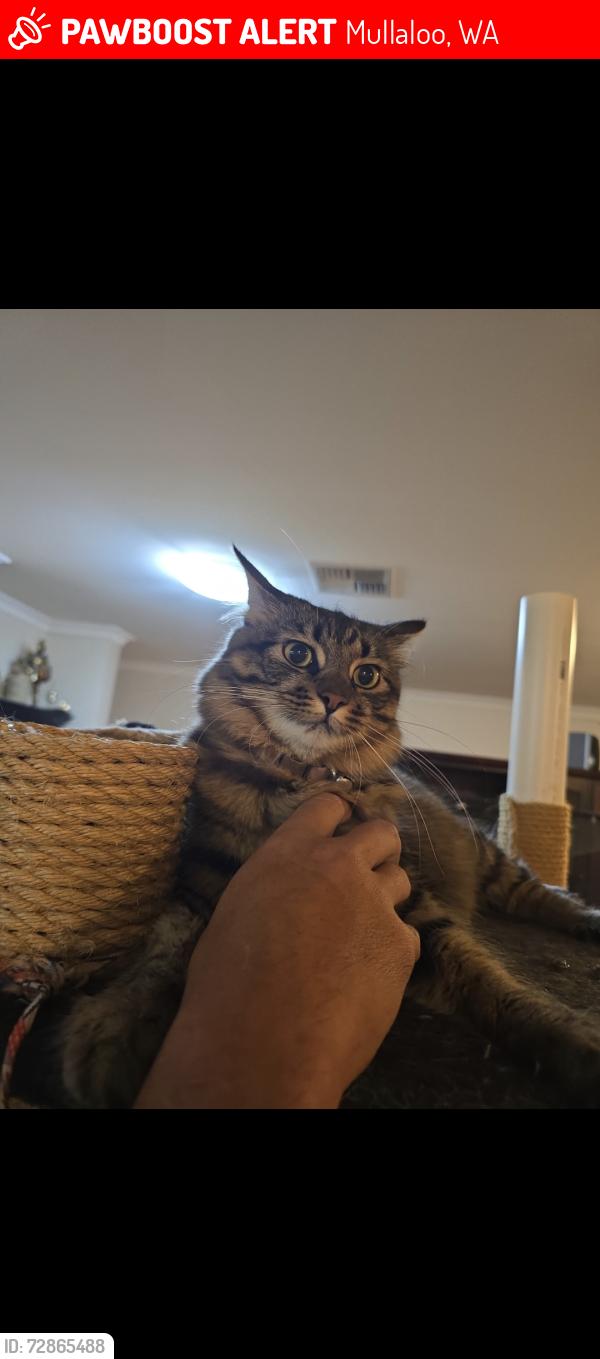 Lost Female Cat last seen Marmion, Mullaloo, WA 6027