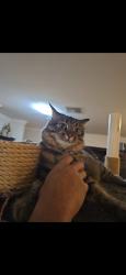 Lost Female Cat last seen Marmion, Mullaloo, WA 6027
