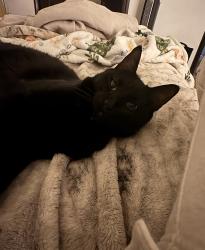 Lost Male Cat last seen Sw 29 th and Morgan , Oklahoma City, OK 73179