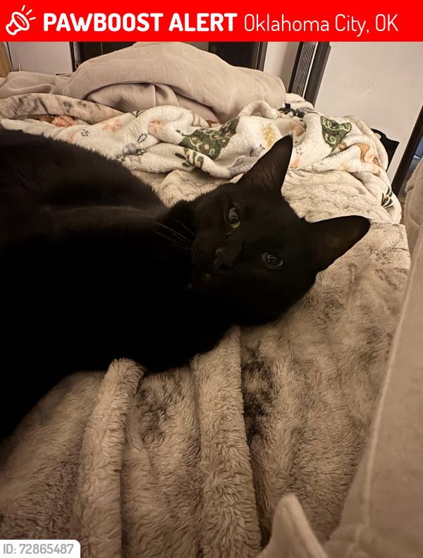 Lost Male Cat last seen Sw 29 th and Morgan , Oklahoma City, OK 73179
