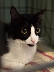 Lost Female Cat last seen Redondo Dr, Tracy, CA 95304