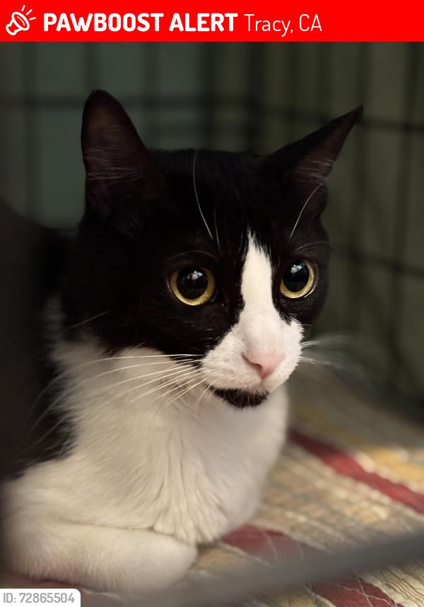 Lost Female Cat last seen Redondo Dr, Tracy, CA 95304