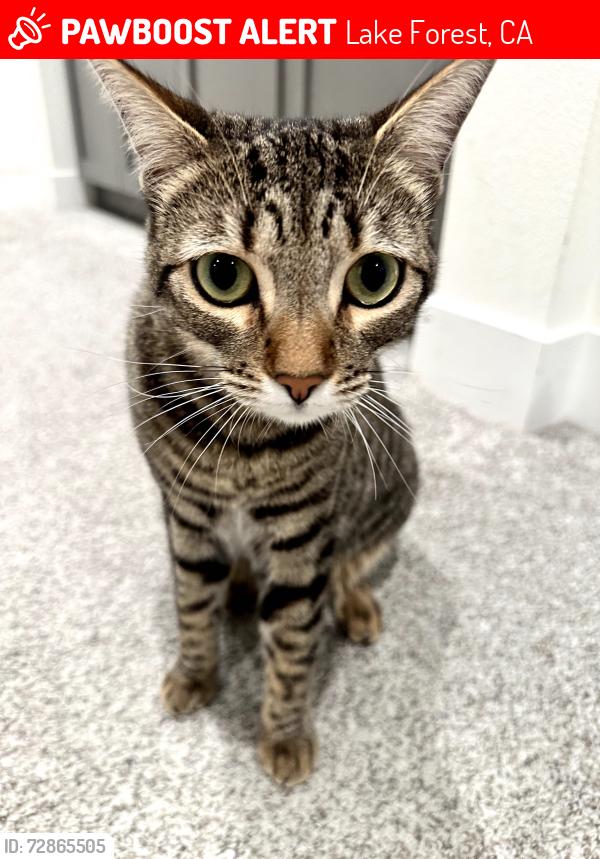 Lost Female Cat last seen Aliso Canyon Drive, Lake Forest, CA 92679
