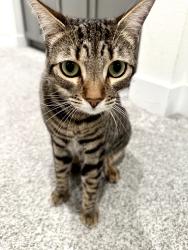 Lost Female Cat last seen Aliso Canyon Drive, Lake Forest, CA 92679