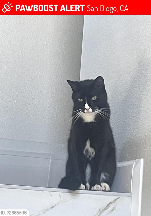 Lost Male Cat last seen Goodwin St, San Diego, CA 92111