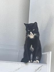 Lost Male Cat last seen Goodwin St, San Diego, CA 92111