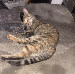 Found/Stray Unknown Cat last seen inside The Lakes at University Center, Tallahassee, FL 32304