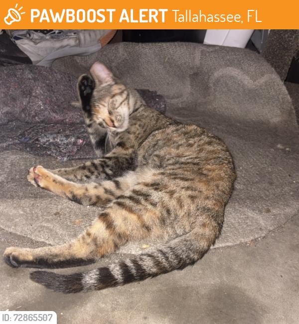 Found/Stray Unknown Cat last seen inside The Lakes at University Center, Tallahassee, FL 32304