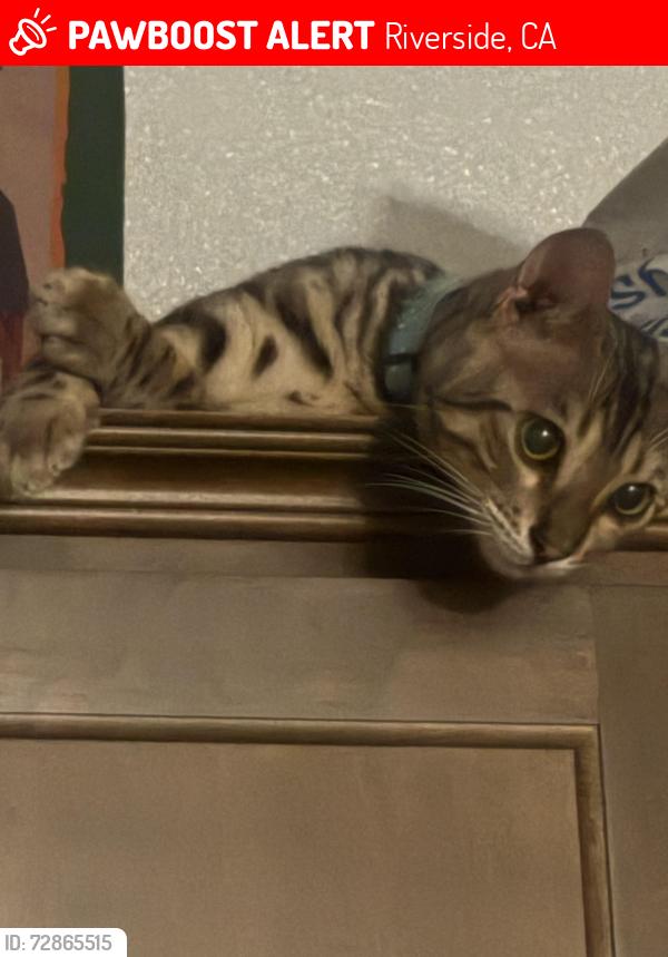 Lost Male Cat last seen Wood, Riverside, CA 92508