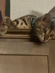 Lost Male Cat last seen Wood, Riverside, CA 92508