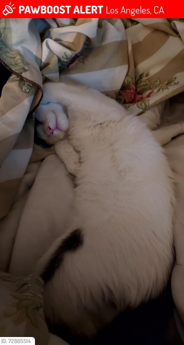 Lost Female Cat last seen Sepulveda and Kittridge , Los Angeles, CA 91411