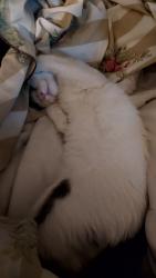 Lost Female Cat last seen Sepulveda and Kittridge , Los Angeles, CA 91411