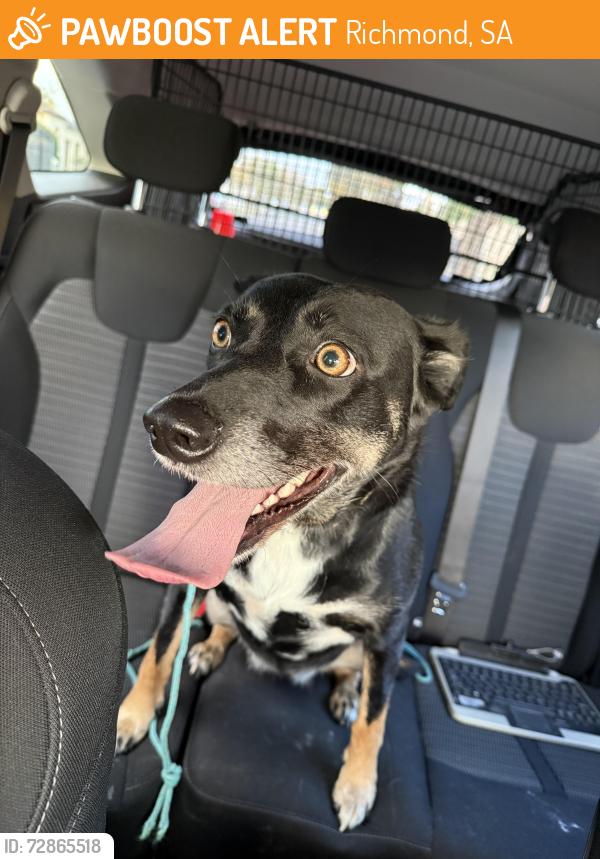 Found/Stray Female Dog last seen  Shierlaw street Richmond , Richmond, SA 5033