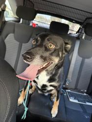 Found/Stray Female Dog last seen  Shierlaw street Richmond , Richmond, SA 5033