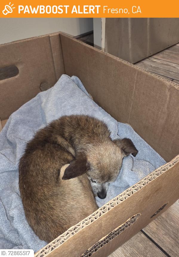 Found/Stray Male Dog last seen Belmont and  8th Street , Fresno, CA 93702