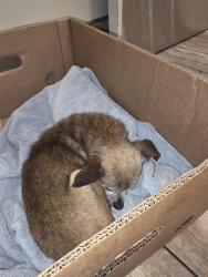 Found/Stray Male Dog last seen Belmont and  8th Street , Fresno, CA 93702