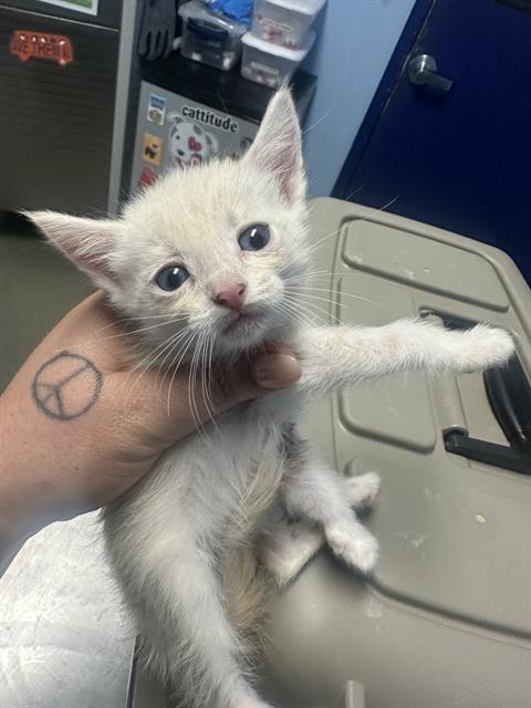 Shelter Stray Female Cat last seen Near BLOCK STERLING RD, BAKERSFIELD CA 93306, Bakersfield, CA 93308