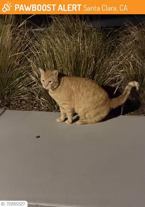 Found/Stray Female Cat last seen Near rambla pl, Santa Clara, CA 95051