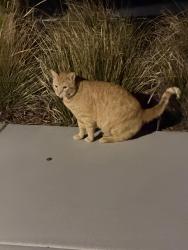 Found/Stray Female Cat last seen Near rambla pl, Santa Clara, CA 95051