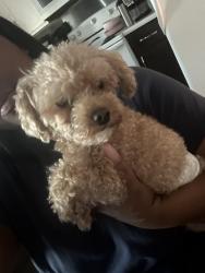 Lost Male Dog last seen Mercy drive , Orlando, FL 32808