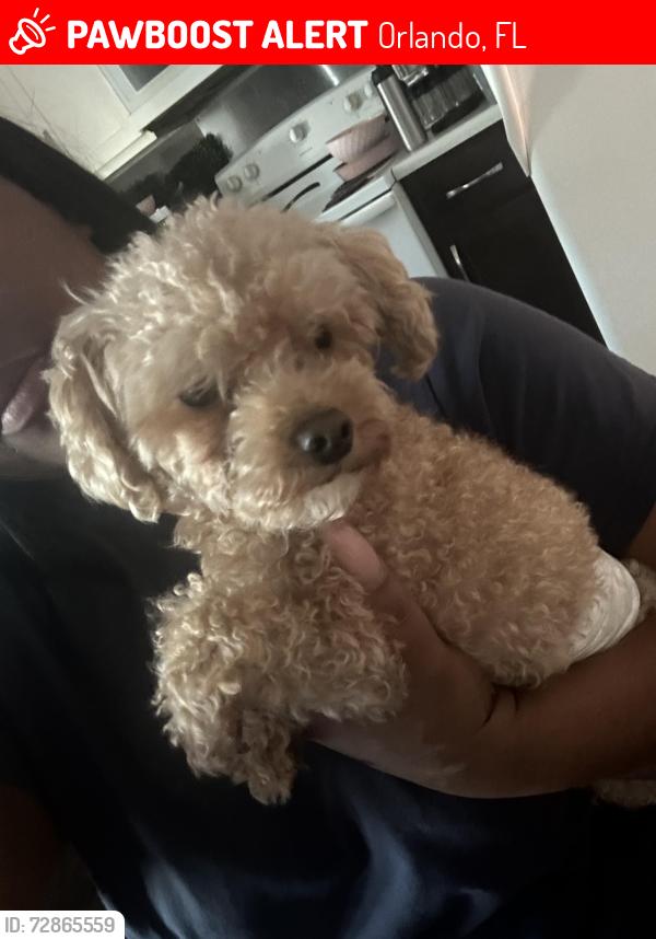 Lost Male Dog last seen Mercy drive, Orlando, FL 32808
