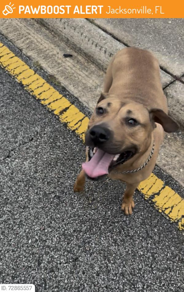 Found/Stray Male Dog last seen Cecil Field, Jacksonville, FL 32221