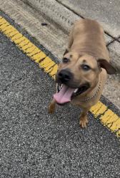 Found/Stray Male Dog last seen Cecil Field, Jacksonville, FL 32221