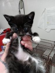 Shelter Stray Female Cat last seen IRVINGTON AVE AND CHESTNUT, San Bernardino, CA 92401