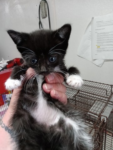 Shelter Stray Female Cat last seen IRVINGTON AVE AND CHESTNUT, San Bernardino, CA 92401